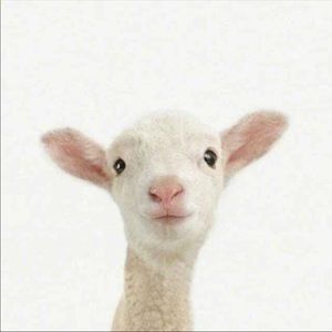 Meet your Posher, Chen